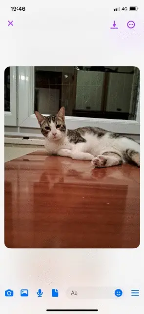 cat lost   69330 Meyzieu Nini